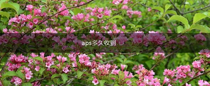 aps多久收到,第1张