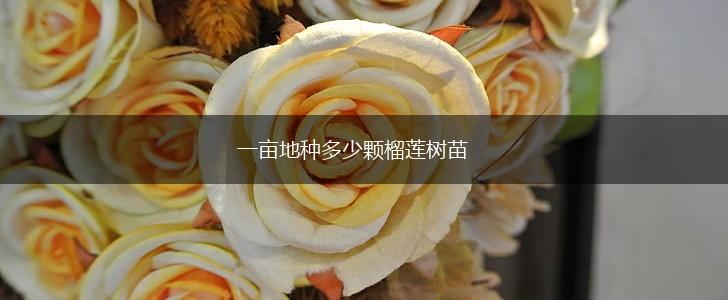 一亩地种多少颗榴莲树苗,第1张