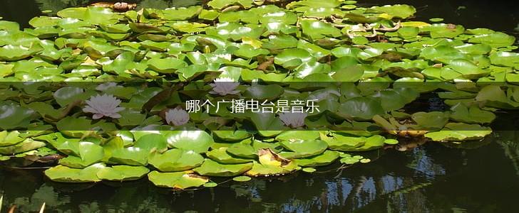 哪个广播电台是音乐,第1张