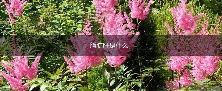 脂肪肝是什么,第1张