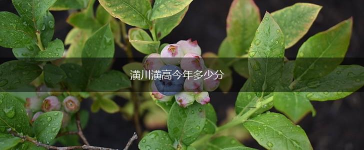 潢川潢高今年多少分,第1张