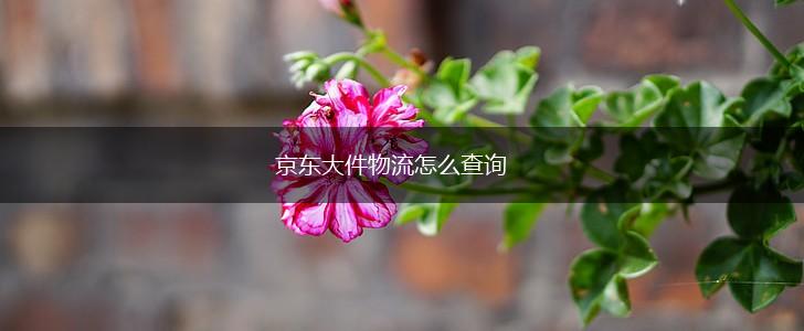京东大件物流怎么查询,第1张