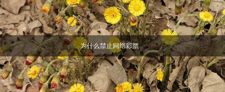 为什么禁止网络彩票,第1张