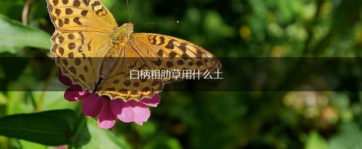 白柄粗肋草用什么土,第1张