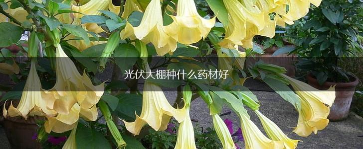 光伏大棚种什么药材好,第1张