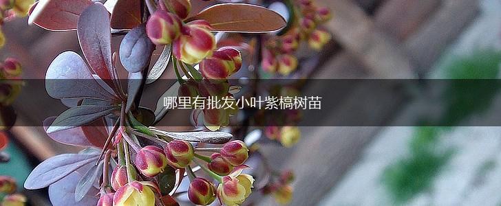 哪里有批发小叶紫槁树苗,第1张