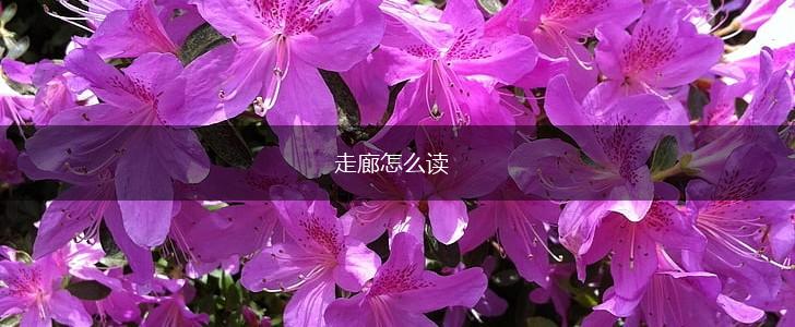 走廊怎么读,第1张
