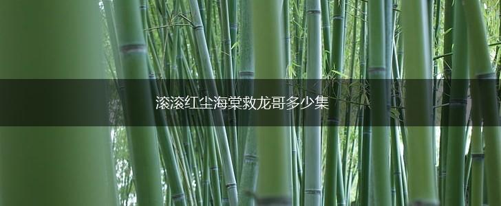 滚滚红尘海棠救龙哥多少集,第1张