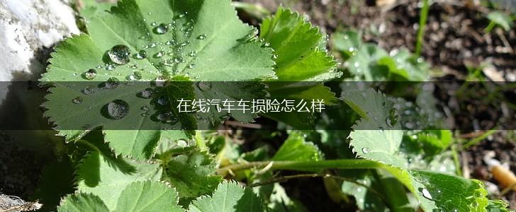 在线汽车车损险怎么样,第1张