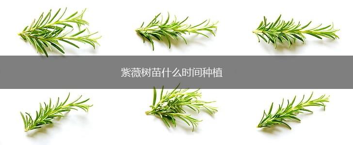 紫薇树苗什么时间种植,第1张