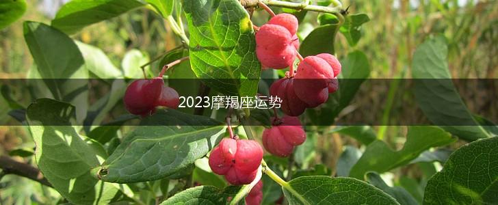 2023摩羯座运势,第1张