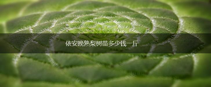 依安晚熟梨树苗多少钱一斤,第1张