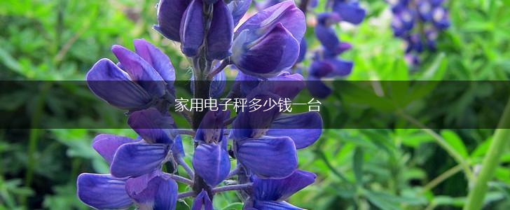 家用电子秤多少钱一台,第1张