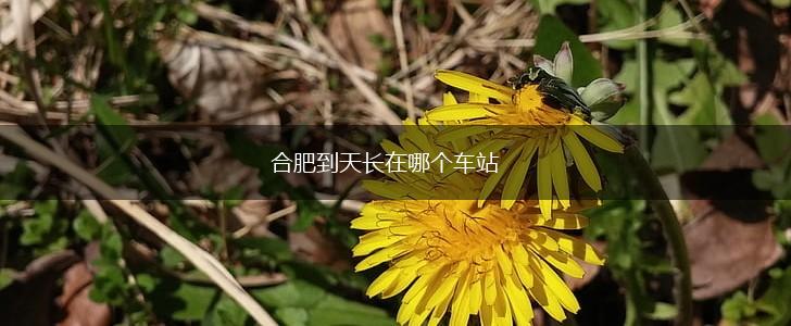 合肥到天长在哪个车站,第1张