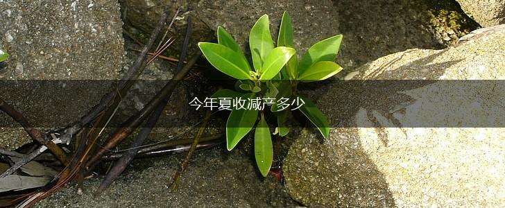 今年夏收减产多少,第1张