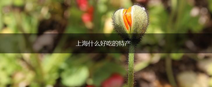 上海什么好吃的特产,第1张