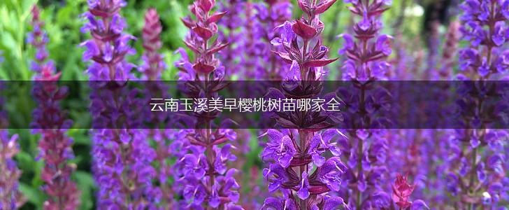 云南玉溪美早樱桃树苗哪家全,第1张