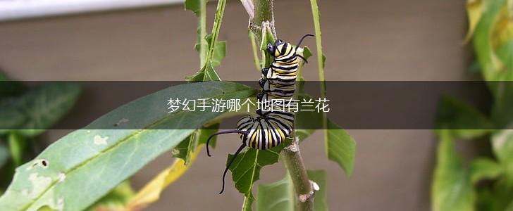梦幻手游哪个地图有兰花,第1张