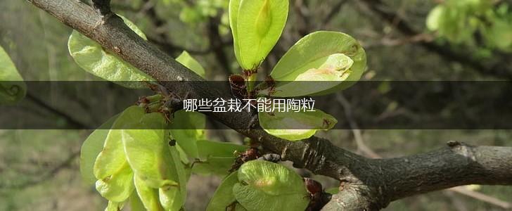哪些盆栽不能用陶粒,第1张