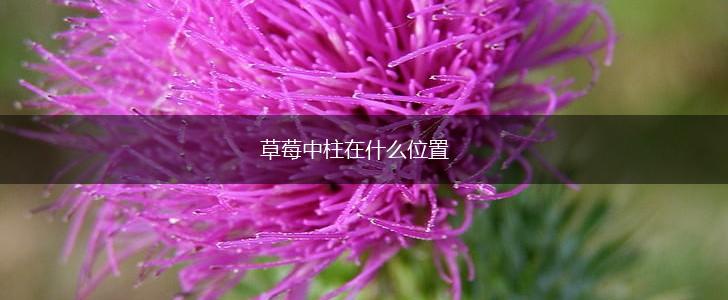 草莓中柱在什么位置,第1张