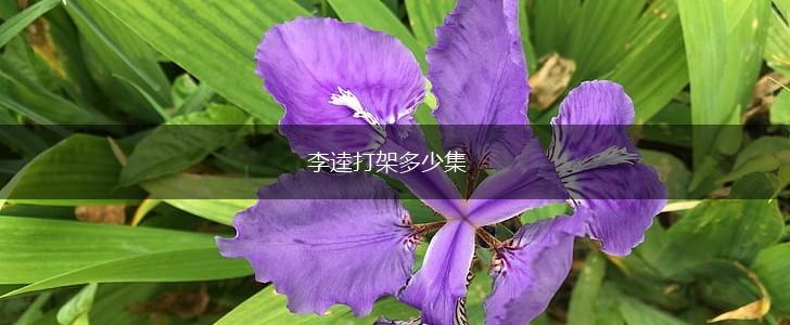 李逵打架多少集,第1张
