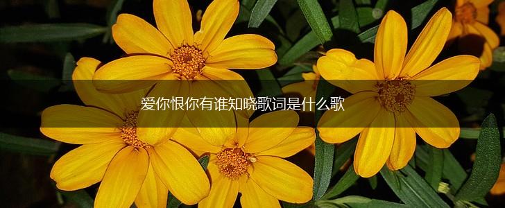 爱你恨你有谁知晓歌词是什么歌,第1张
