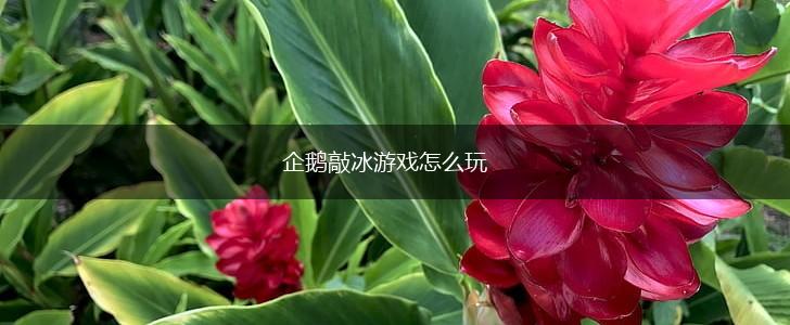企鹅敲冰游戏怎么玩,第1张