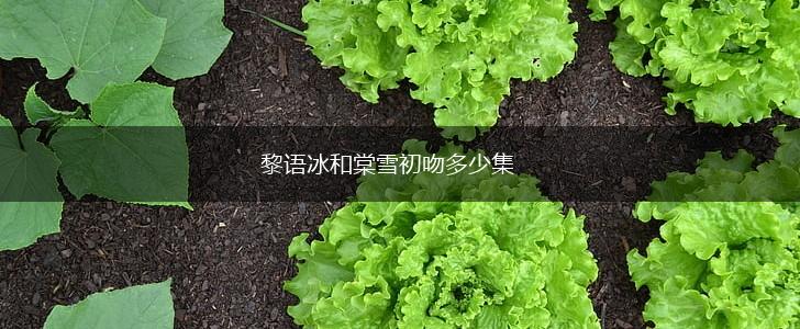 黎语冰和棠雪初吻多少集,第1张