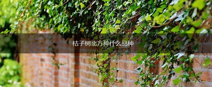 桔子树北方种什么品种,第1张