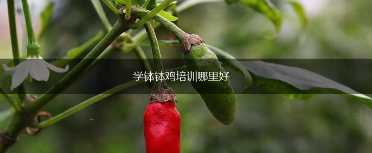 学钵钵鸡培训哪里好,第1张
