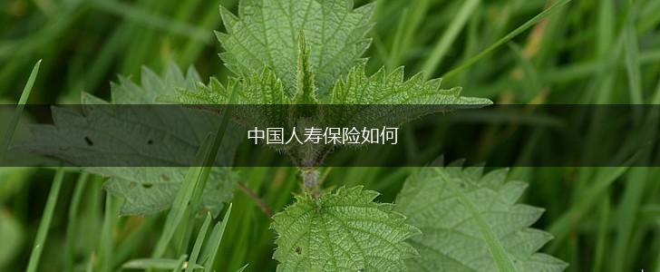 中国人寿保险如何,第1张