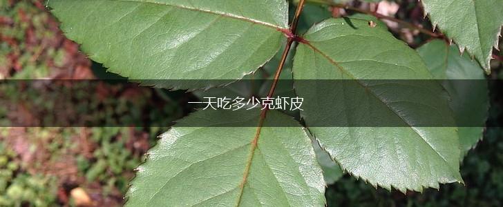 一天吃多少克虾皮,第1张