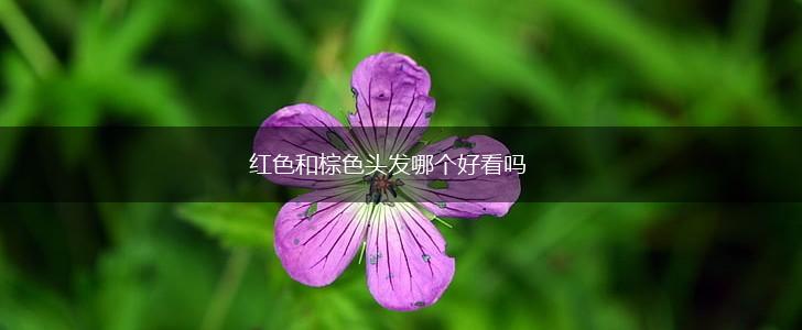 红色和棕色头发哪个好看吗,第1张