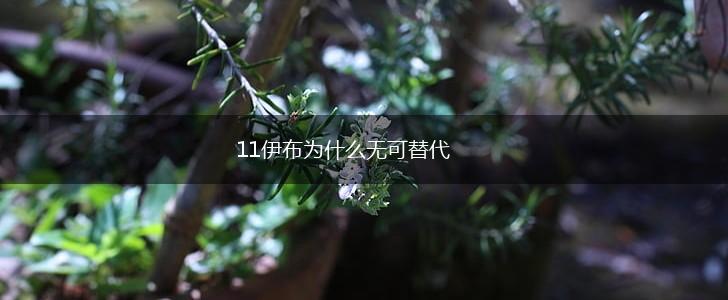 11伊布为什么无可替代,第1张