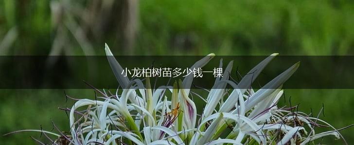 小龙柏树苗多少钱一棵,第1张