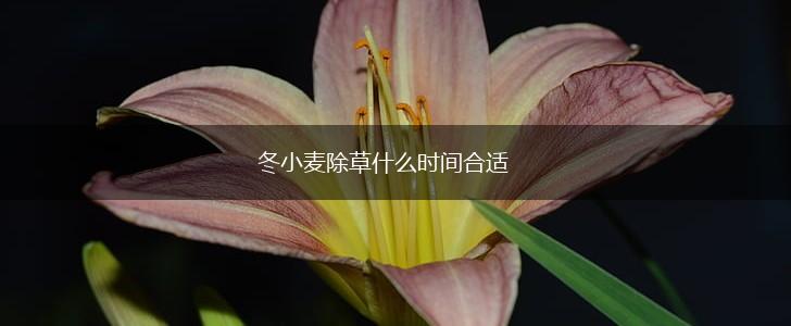 冬小麦除草什么时间合适,第1张