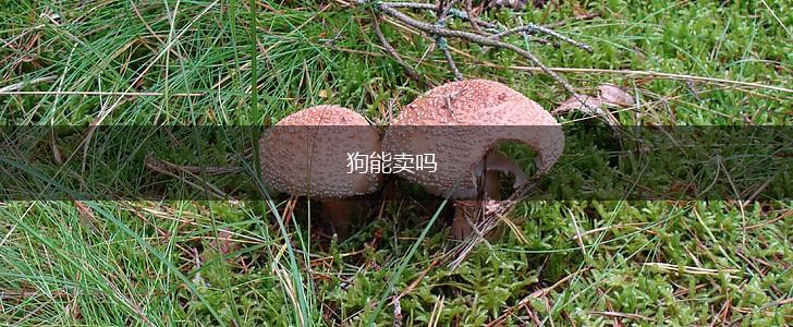 狗能卖吗,第1张
