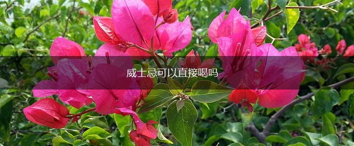 威士忌可以直接喝吗,第1张