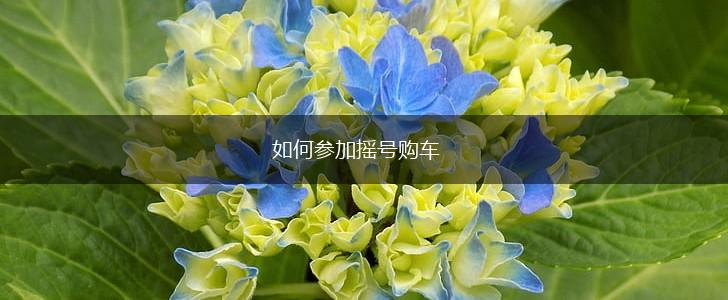 如何参加摇号购车,第1张