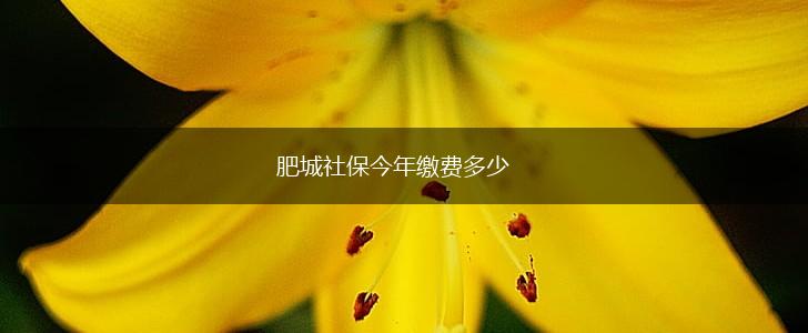 肥城社保今年缴费多少,第1张