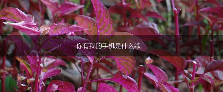 你有我的手机是什么歌,第1张