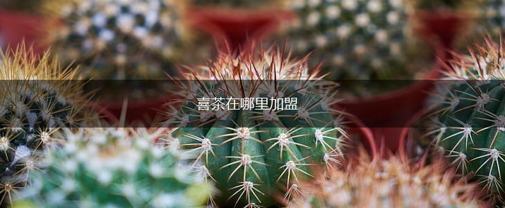 喜茶在哪里加盟,第1张