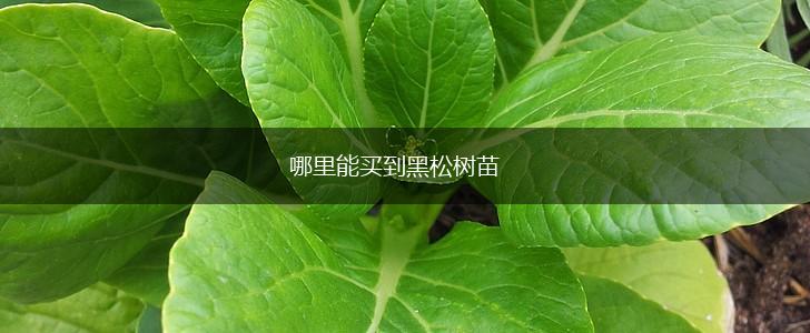 哪里能买到黑松树苗,第1张