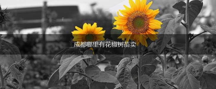 成都哪里有花椒树苗卖,第1张