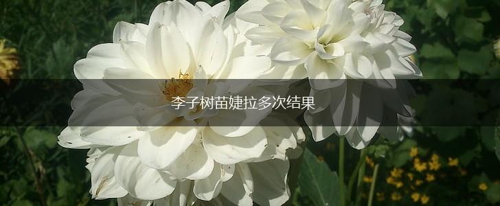 李子树苗婕拉多次结果,第1张