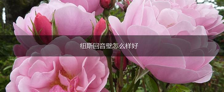 纽斯回音壁怎么样好,第1张