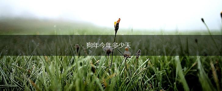 狗年今年多少天,第1张