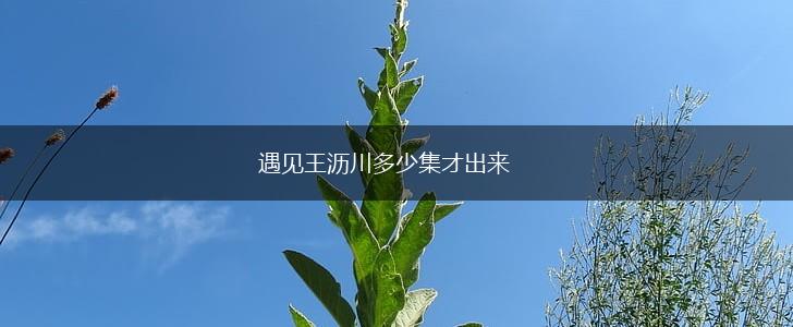 遇见王沥川多少集才出来,第1张