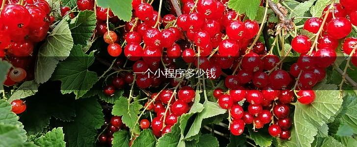 一个小程序多少钱,第1张