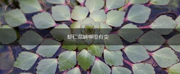 虾仁菜脯哪里有卖,第1张